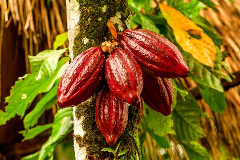 Plantation de cacao