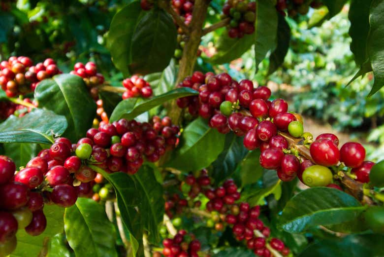 Plantation de café