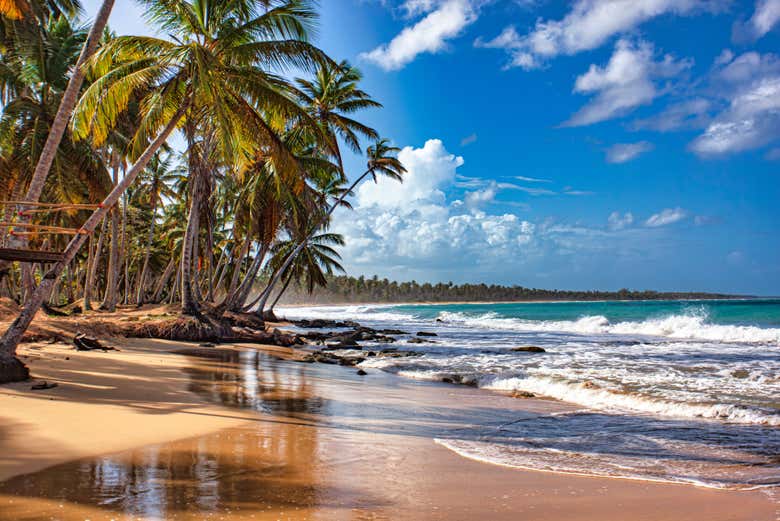 A bela paisagem de palmeiras na praia El Limón