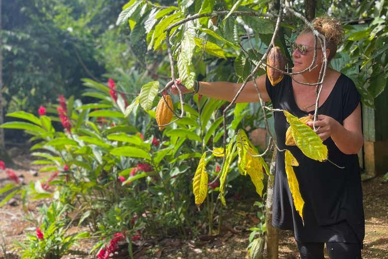 Visitando una plantación de cacao