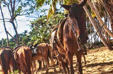Passeio a cavalo pela praia El Limón
