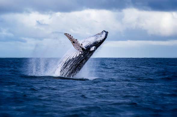 Avistamiento de ballenas en Miches