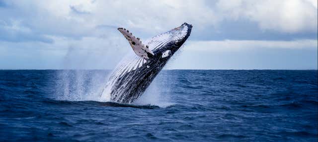 Miches Whale Watching