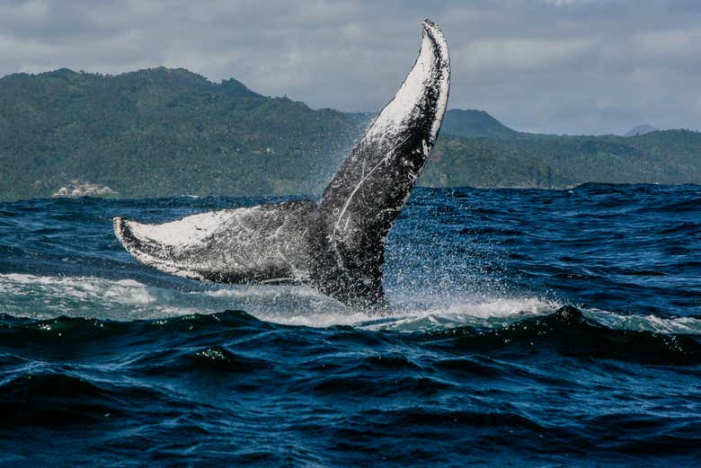 Avistando una ballena jorobada