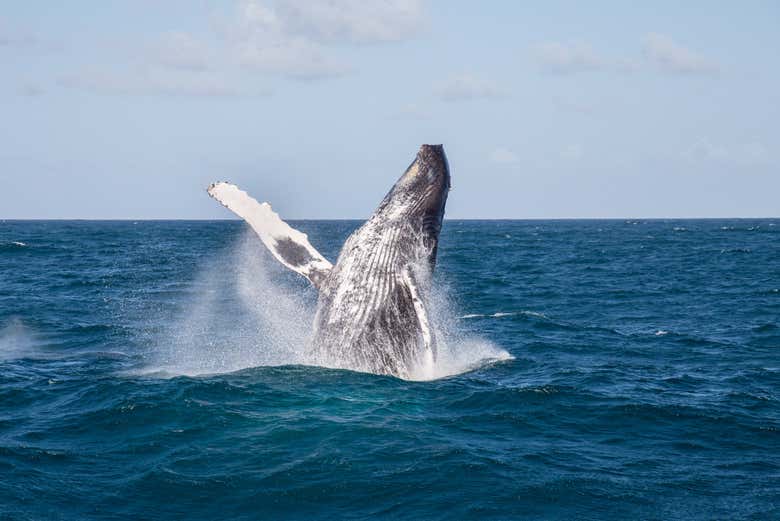 Avvistamento di balene a Miches