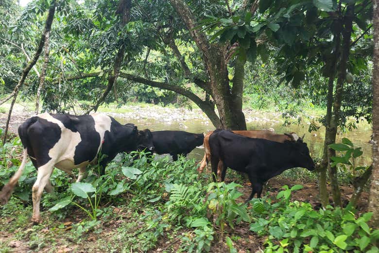 Estaremos rodeados de naturaleza