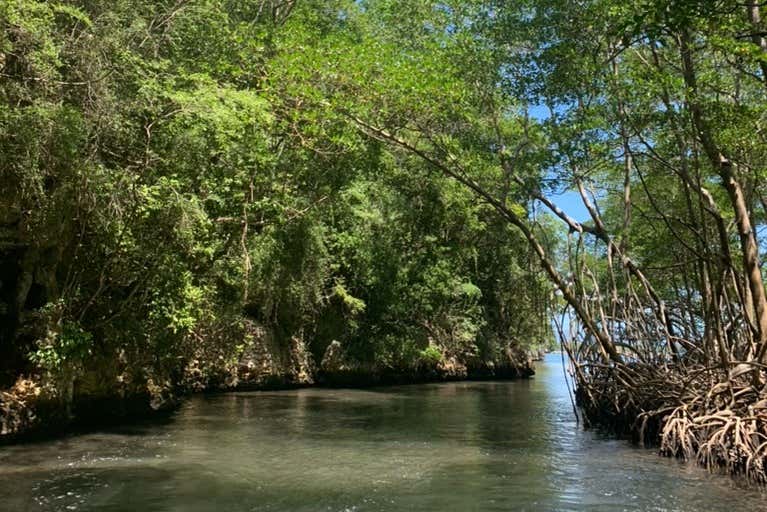Percorrendo la zona delle mangrovie in barca
