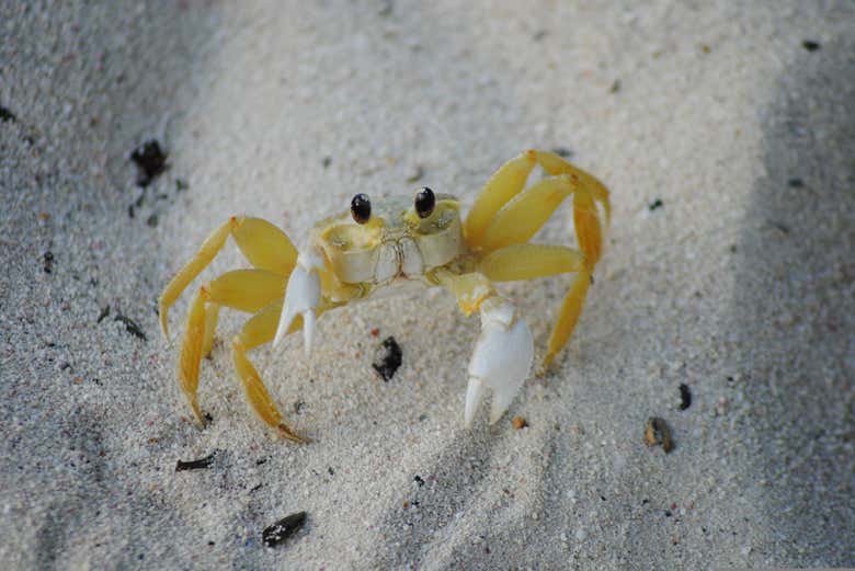 La fauna di Media Luna