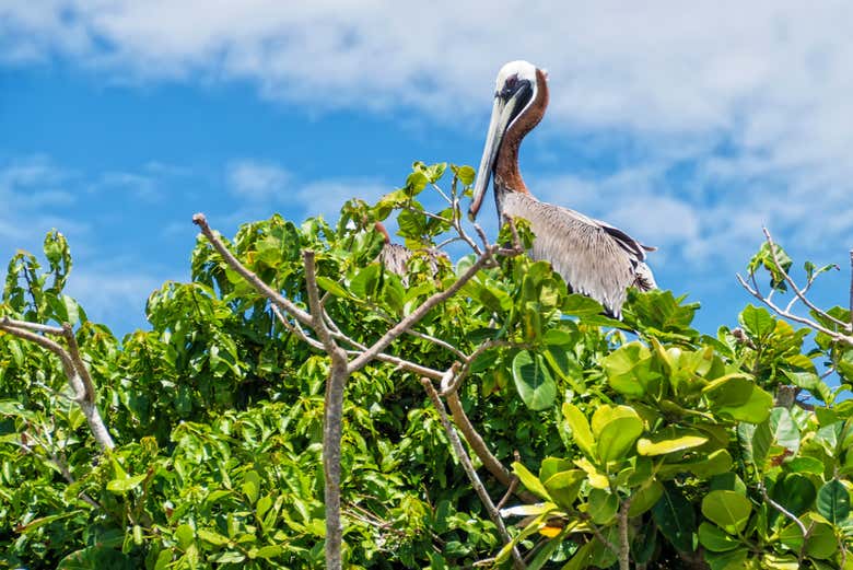 Un pellicano del Parco Nazionale di Los Haitises