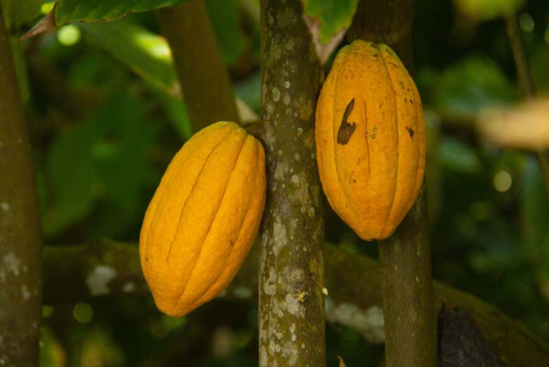 Planta de cacao en Miches