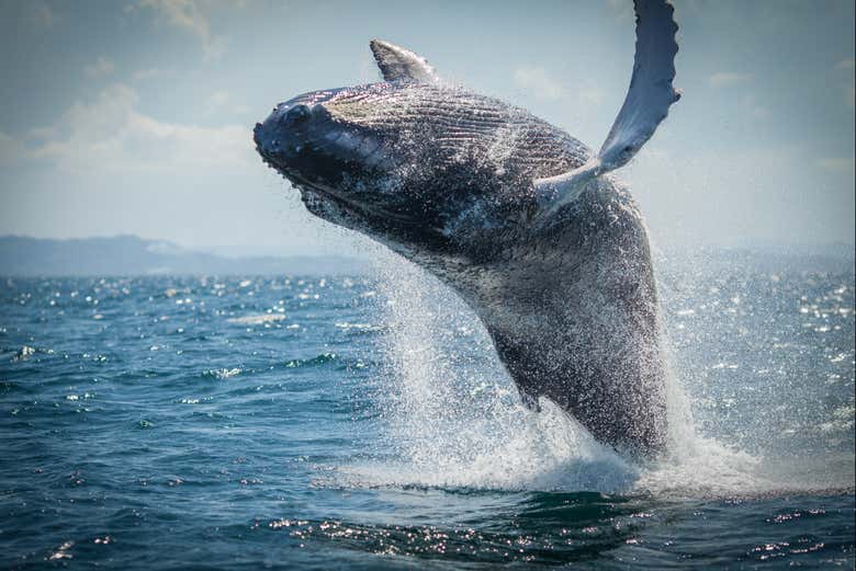 Salto di una balena