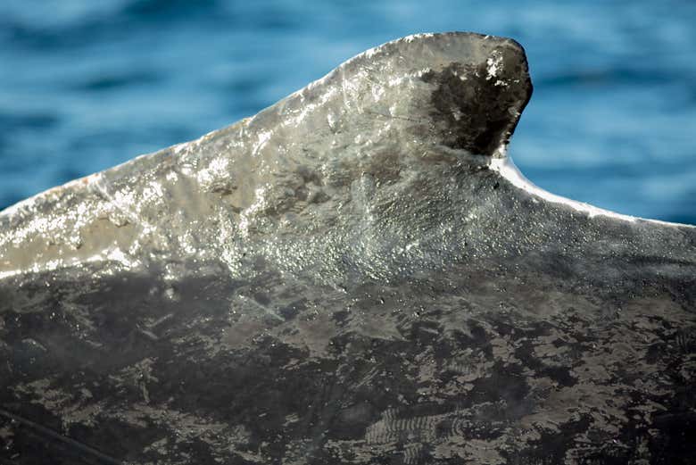 La pelle di una megattera vista da vicino