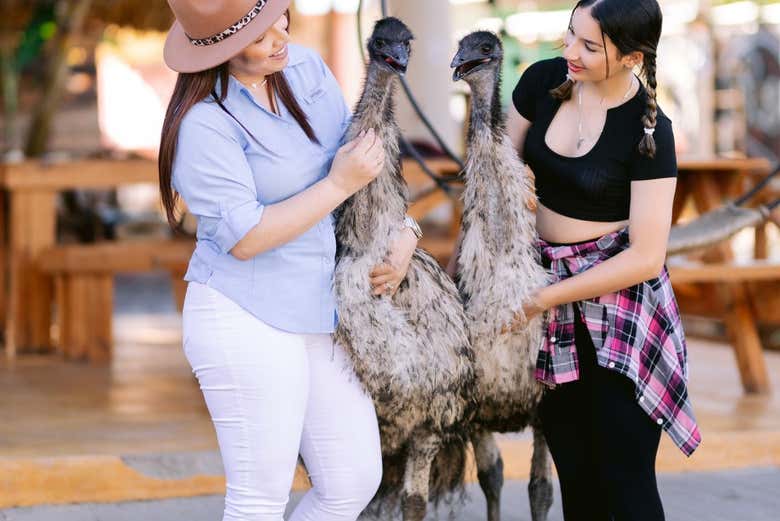 Conociendo a los emúes