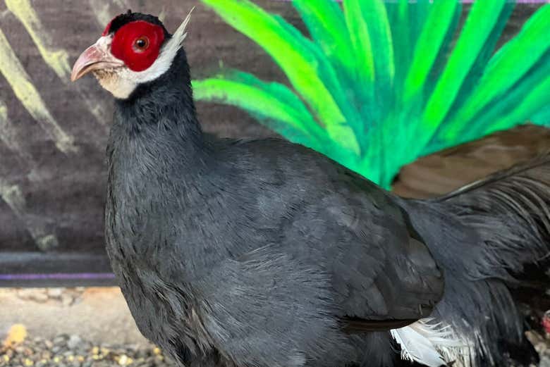 Un faisán en la granja