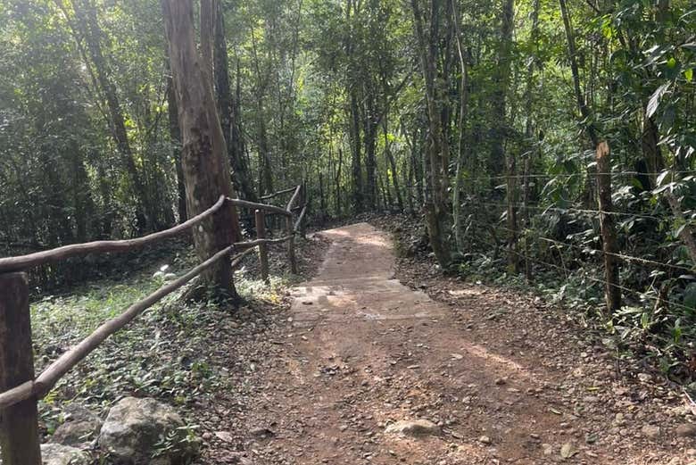 Sendero natural para llegar a Salto Alto