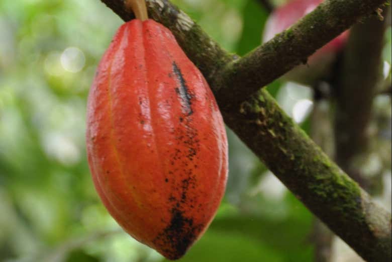 Cacao tour in Puerto Plata