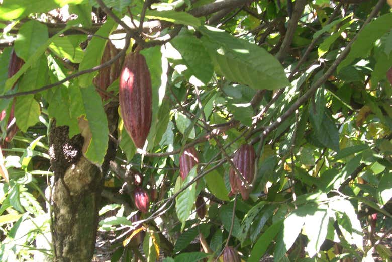 Learning about how cacao is grown
