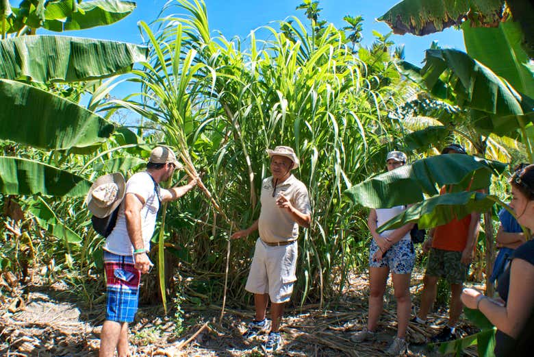 Conociendo los cultivos de República Dominicana