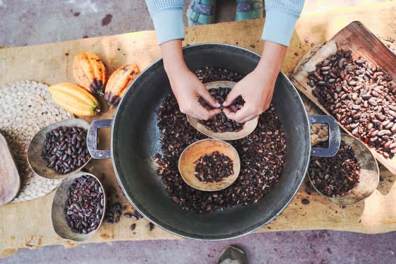 Impareremo tutto sulla lavorazione del cacao