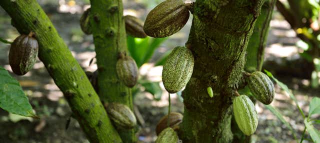 Puerto Plata Cacao Tour