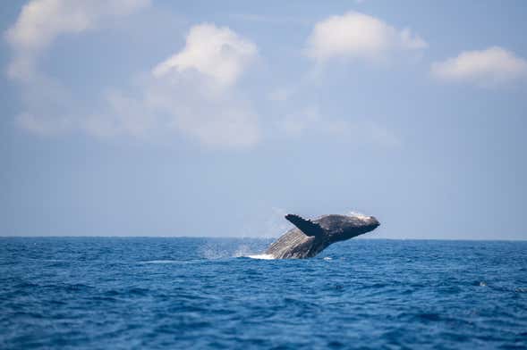 Avistamiento de ballenas en la bahía de Samaná