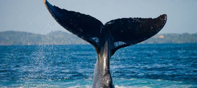 Observation de baleines à Samaná + cascade El Limòn