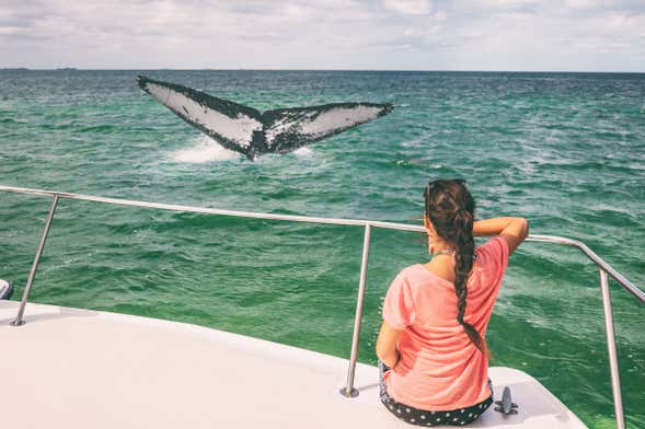 Avistamiento de ballenas en Samaná + Parque Nacional Los Haitises