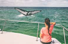 Avistamento de baleias em Samaná + Parque Nacional Los Haitises