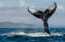 Avistamento de baleias em Samaná + Cachoeira El Limón