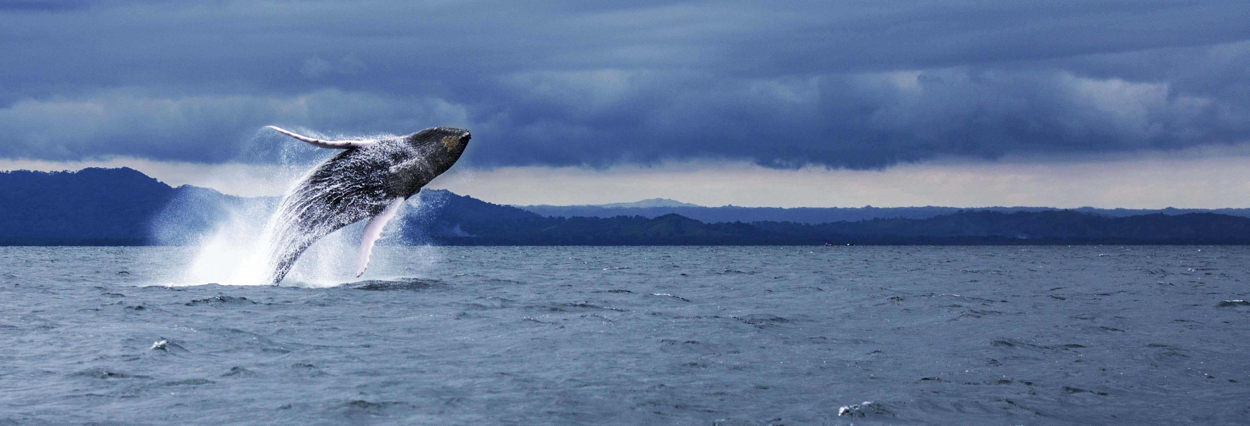 Avvistamento di animali a Punta Cana