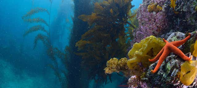 Buceo en Isla Catalina