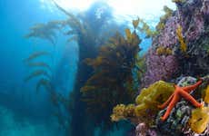 Mergulho na Isla Catalina