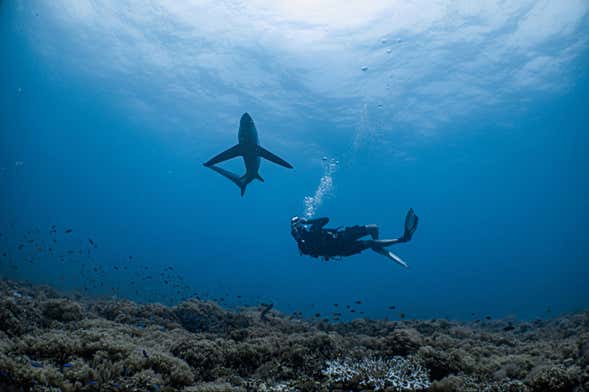 Scuba Diving with Sharks in Punta Cana