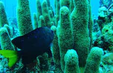 PADI Open Water Diving Course