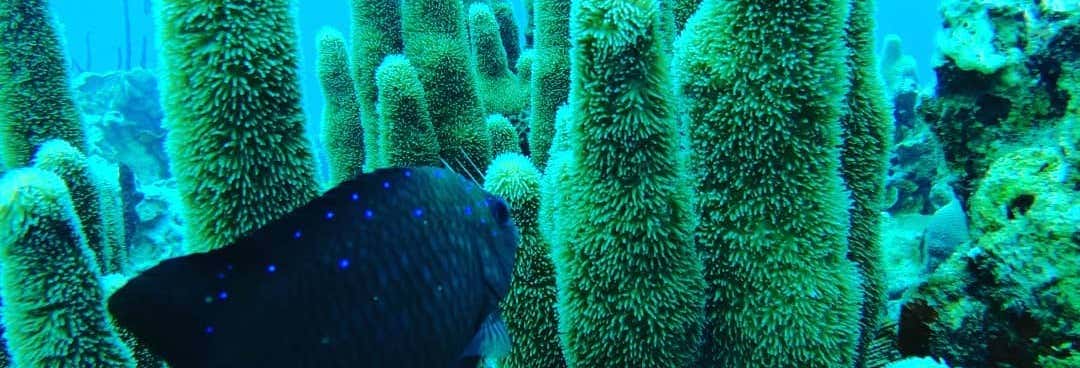 Immersioni a Punta Cana