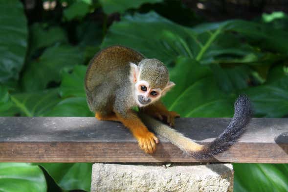 Monkeyland Trip