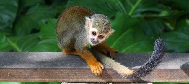 Monkeyland Trip