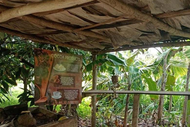 Une plantation de cacao à Macao