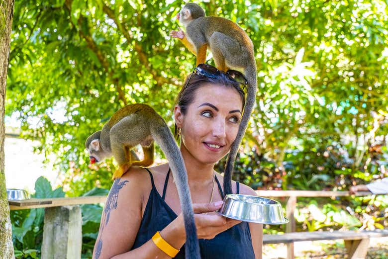 Feeding the monkeys