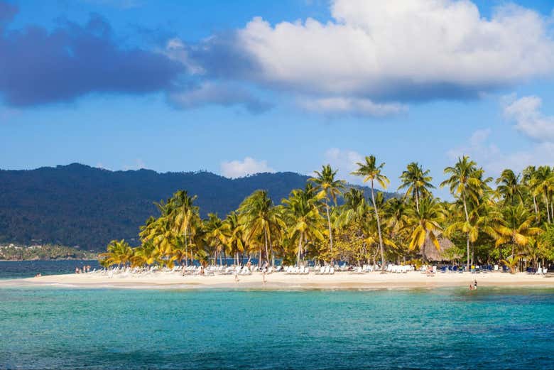 Las altas palmeras de la playa