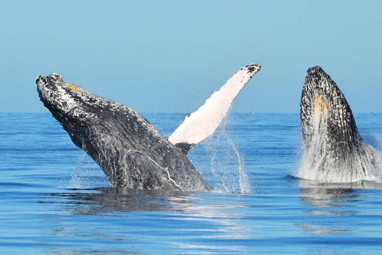 Baleias-jubarte saindo da água de Miches