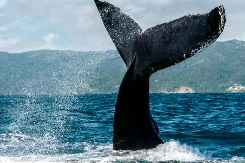 A cauda de uma baleia-jubarte