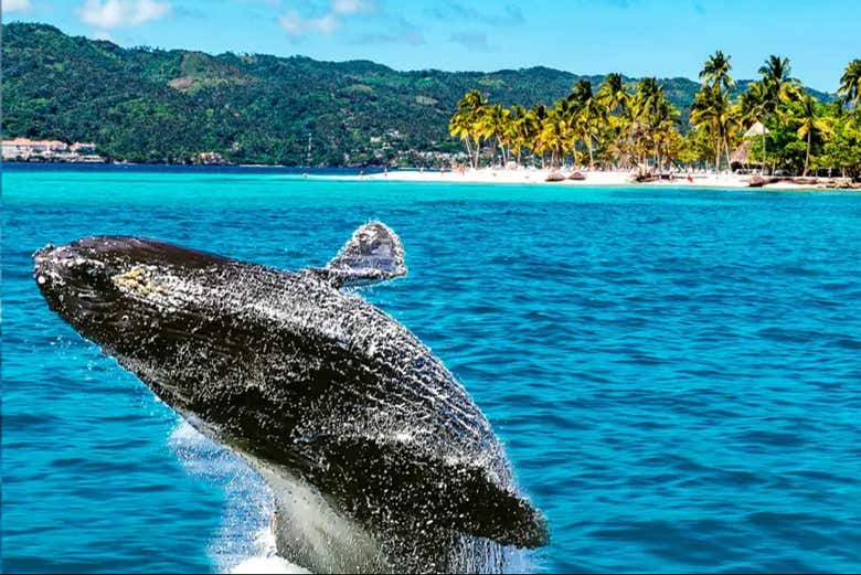Um tour perfeito para ver a beleza marinha de Punta Cana