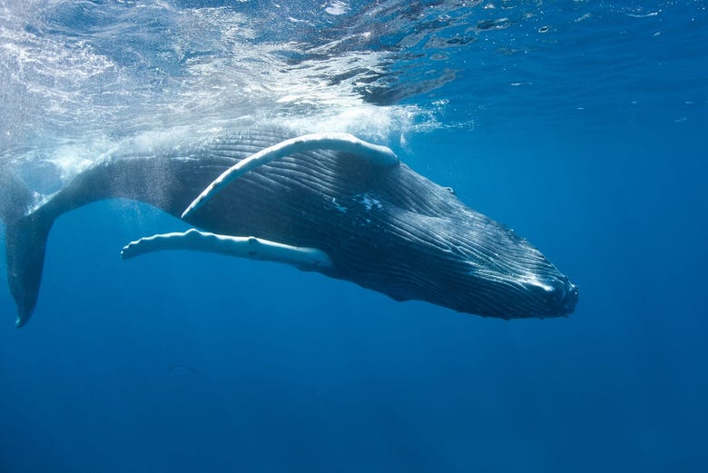 Humpback whale in Banco de Plata