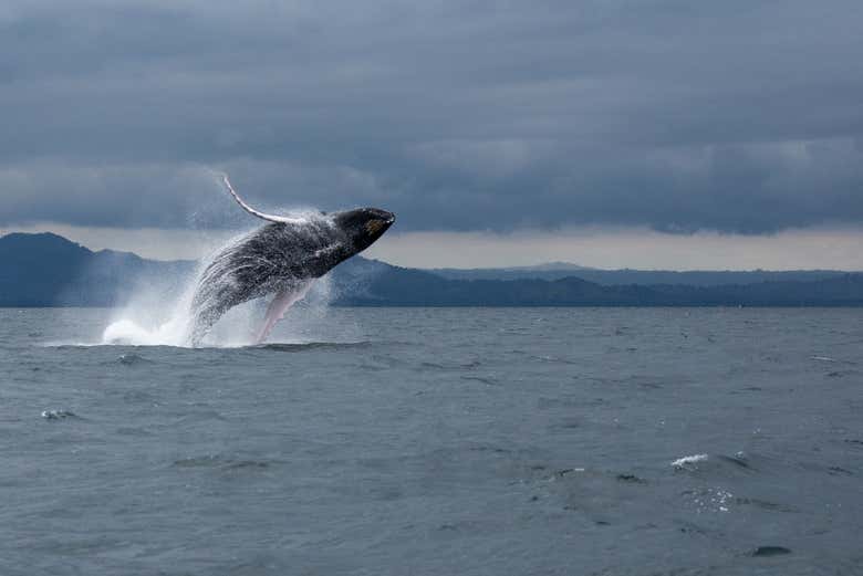 A whale jumping in the Samaná bay