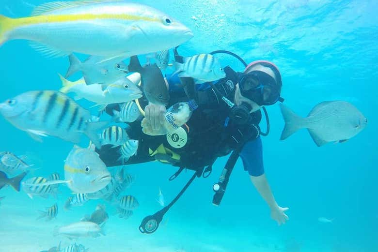 Peces tropicales en Isla Catalina
