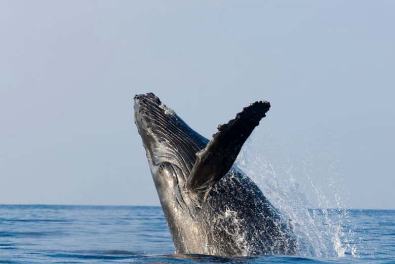 Humpback whale sighting