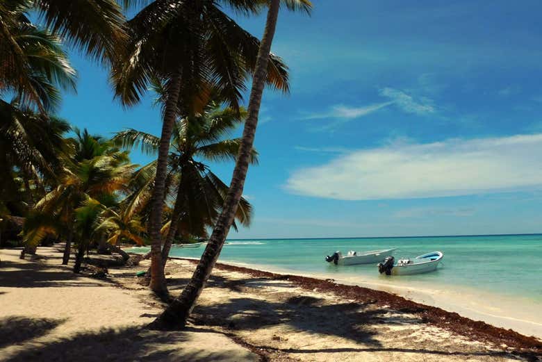 Coqueiros em uma das praias