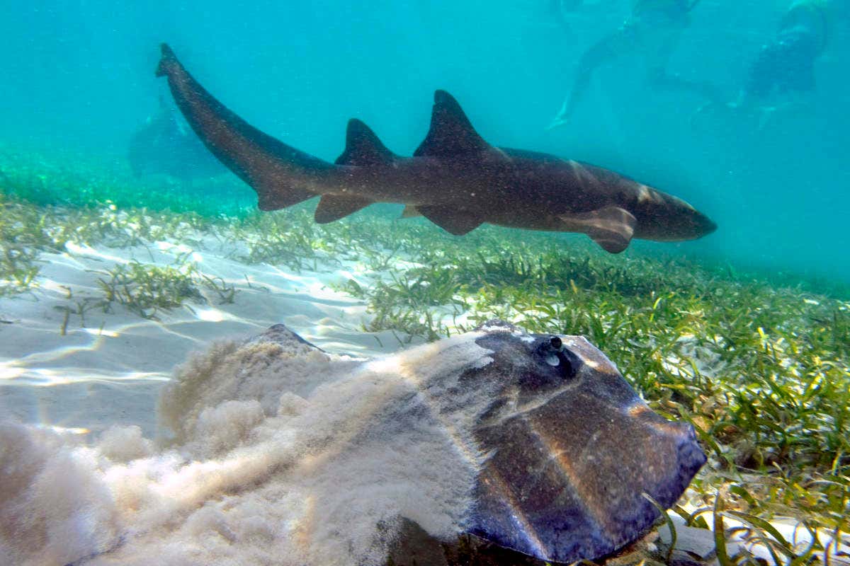 Tiburón del Marinarium