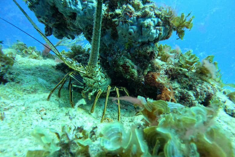 Caribean lobster